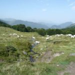 ariege_vaches_01