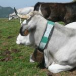 ariege_vaches_03