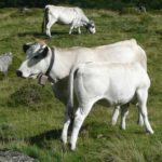 ariege_vaches_05