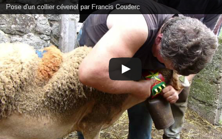 pose collier francis