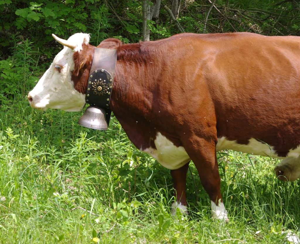 arclusaz_colliers_08