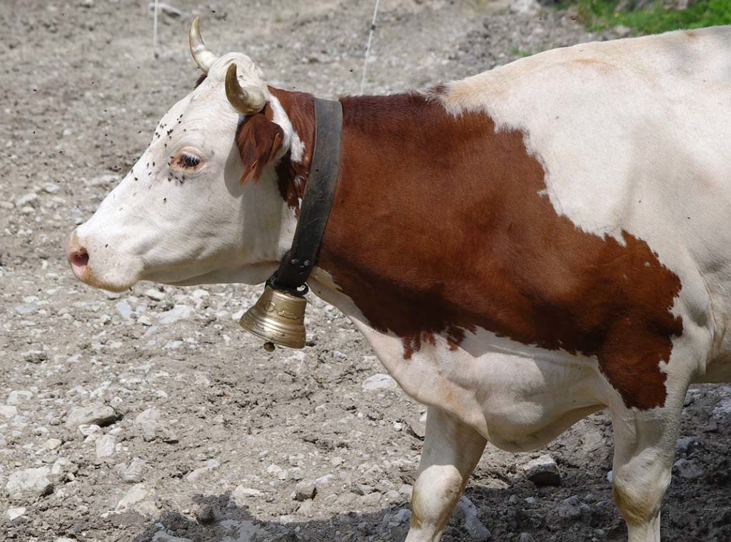 arclusaz_colliers_27