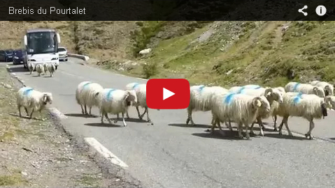 brebis pourtalet