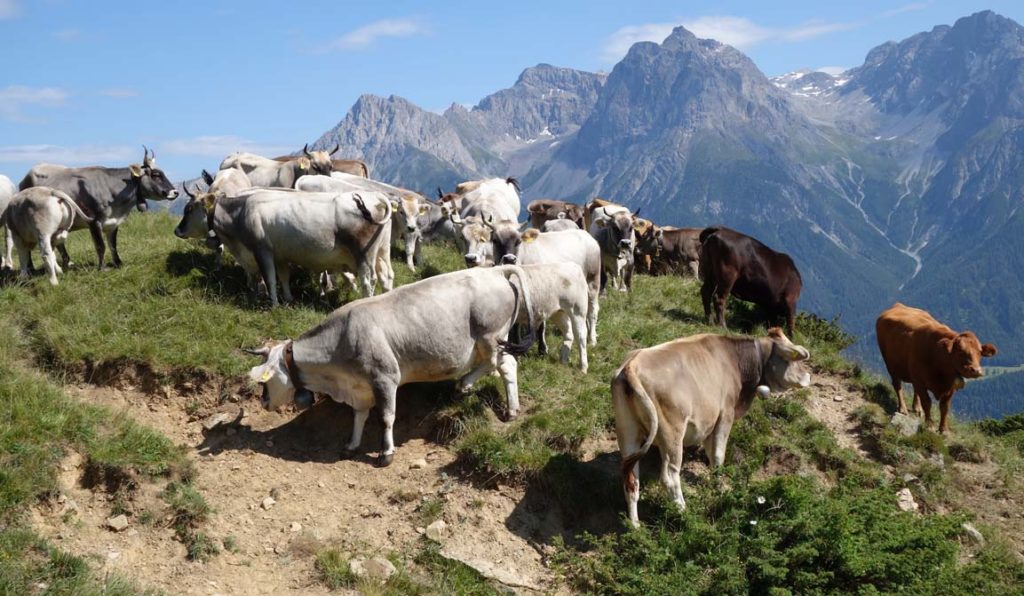suisse_scuol_vaches_03