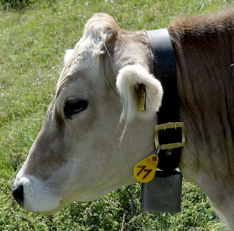 suisse_scuol_vaches_04