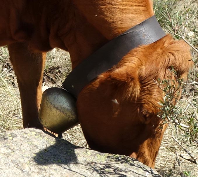 suisse_scuol_vaches_05